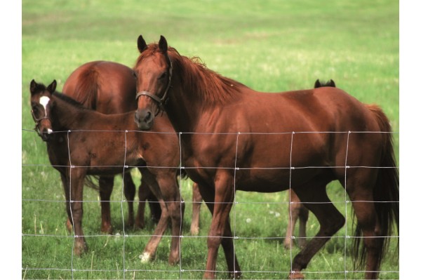 Commander du grillage noué pour chevaux