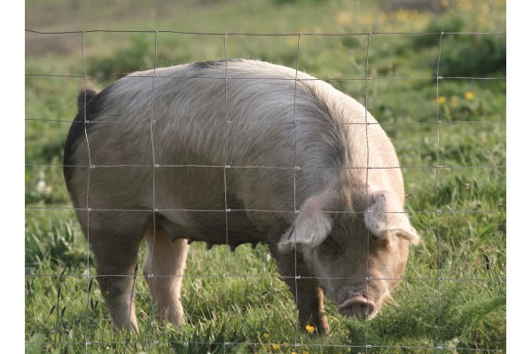 Livraison de grillage noué pour bétail