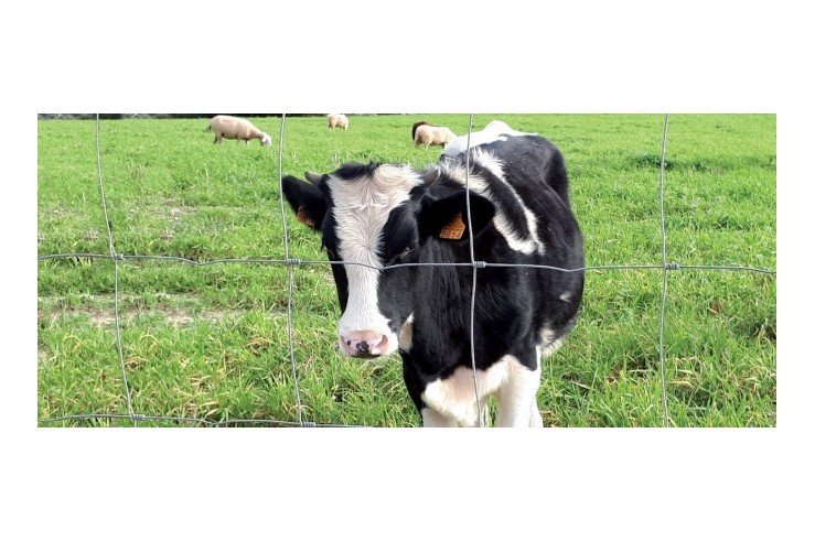 Achat en ligne d'un grillage noué pour animaux