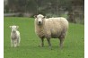 Vente de grillage noué pour moutons