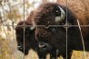 Achat d'un grillage noué pour grands animaux