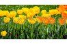 bordure de jardin en grillage