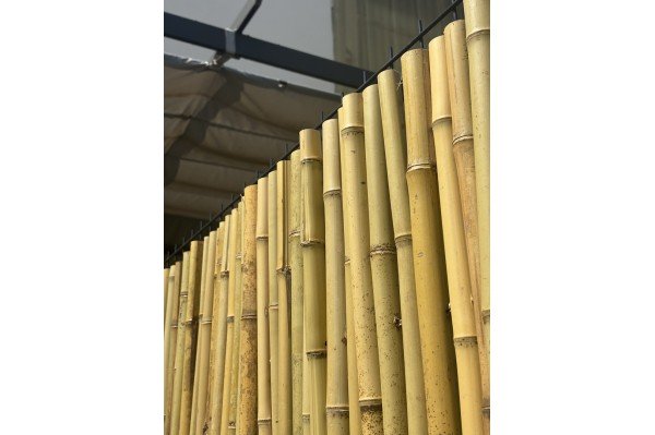 Canisse bambou ronds...