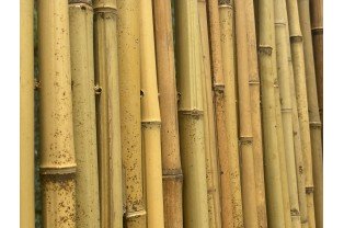Canisse bambou ronds...
