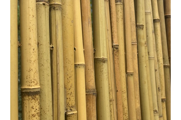 Canisse bambou ronds...