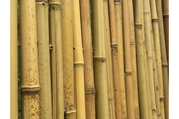 Canisse bambou ronds...