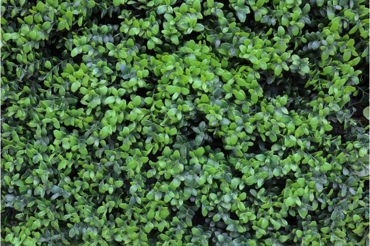 Vente de feuillage artificiel à Toulon Vente de feuillage artificiel à Toulon