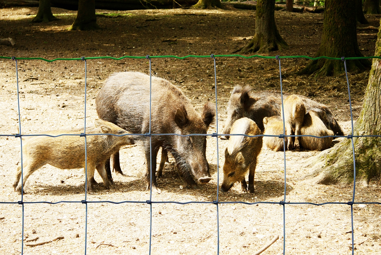 Assurez la sécurité des animaux, installez une clôture électrique !