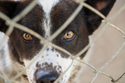 Quel type de clôture pour chien choisir autour de sa maison ?